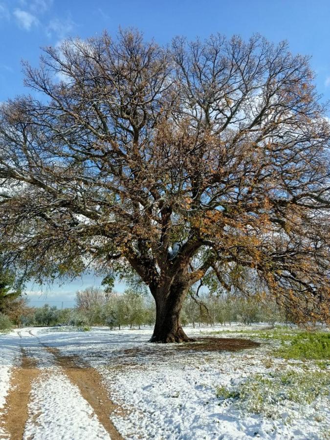 منزل الضيف أندريا  في L'Antica Quercia المظهر الخارجي الصورة