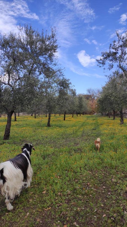 منزل الضيف أندريا  في L'Antica Quercia المظهر الخارجي الصورة